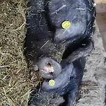 Smrekarjeva Domacija Postojna