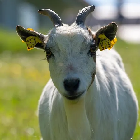 Smrekarjeva Domacija Farmház Postojna