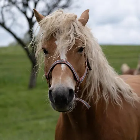 Smještaj na farmi Smrekarjeva Domacija Postojna