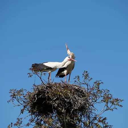 Smrekarjeva Domacija *