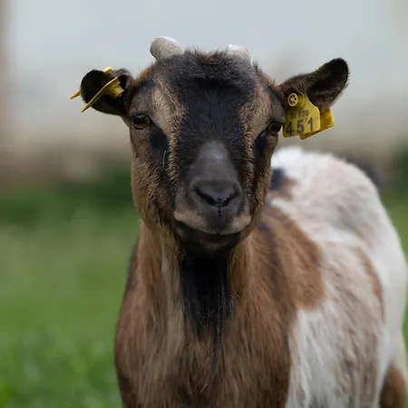 Smrekarjeva Domacija