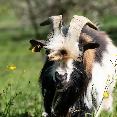 Smrekarjeva Domacija Farmház *