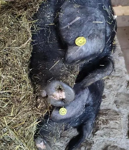 Smrekarjeva Domacija פוסטוינה