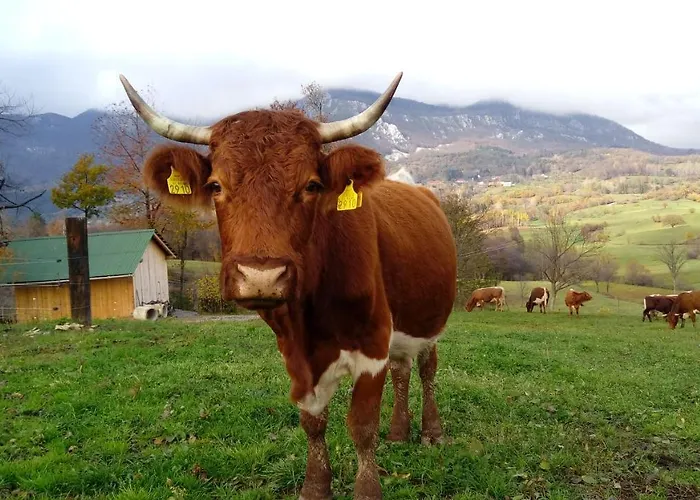 Smrekarjeva Domacija *