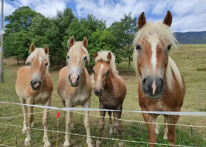 Smrekarjeva Domacija * بوستوينا