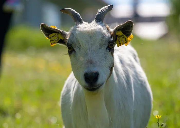 Smrekarjeva Domacija مزرعة للإقامة بوستوينا