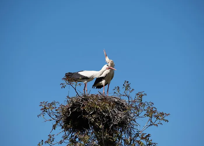 Smrekarjeva Domacija *