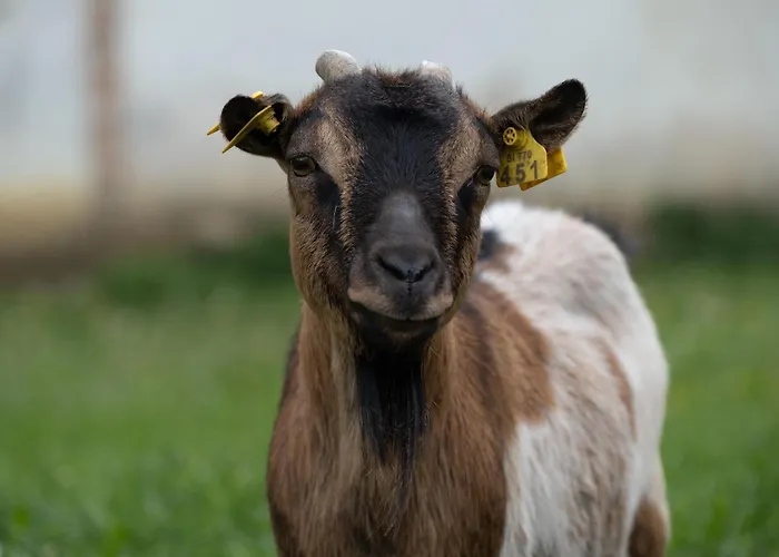 Smrekarjeva Domacija