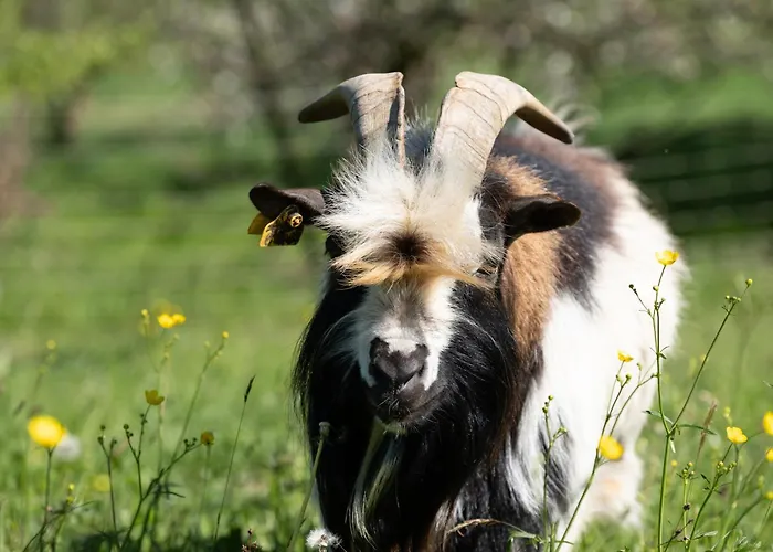 Smrekarjeva Domacija בית חווה *